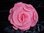 50 x Krepprosen rosa - Hochzeit - Taufe